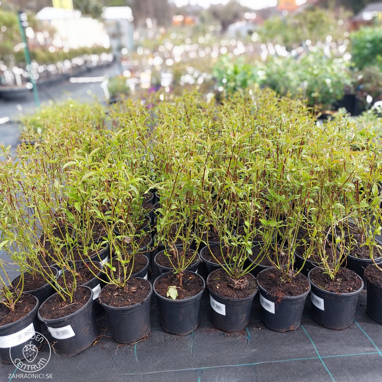 Obrázok Drieň výbežkatý (Cornus sericea) ´Kelseyi´ – výška 30-40 cm, kont. C1,5L